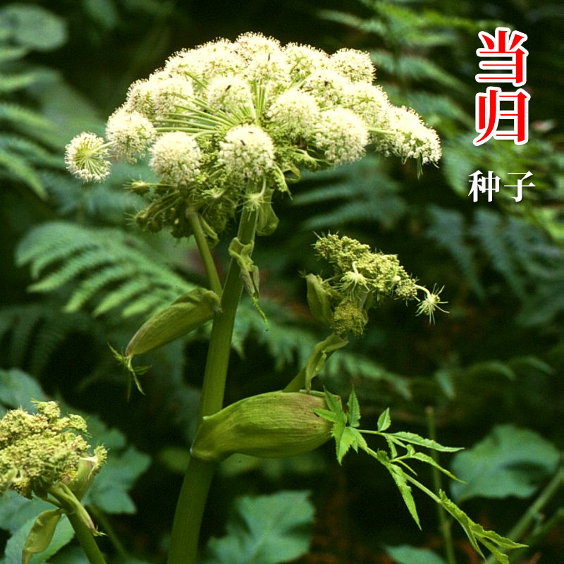 当归种子食用干归种籽文无孑中药材四季播阳台盆栽野菜籽种药材
