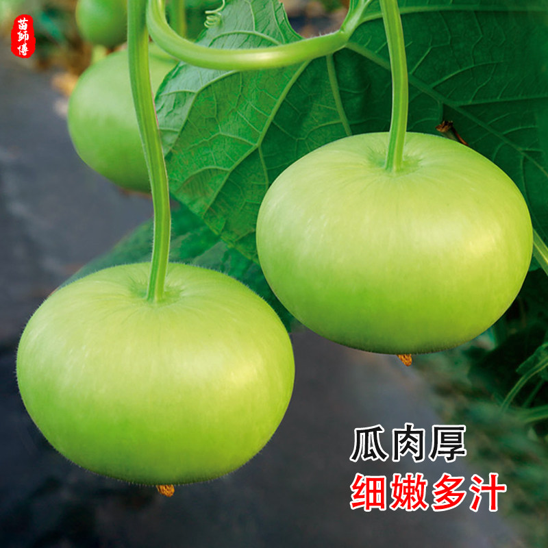 和利农苹果瓠瓜种籽早生短圆瓠瓜种子大田菜葫芦小瓠种孑四季高产