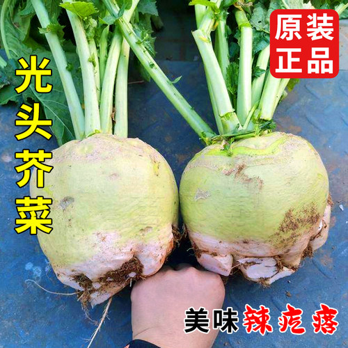 辣疙瘩圆头芥菜特大秋季种子
