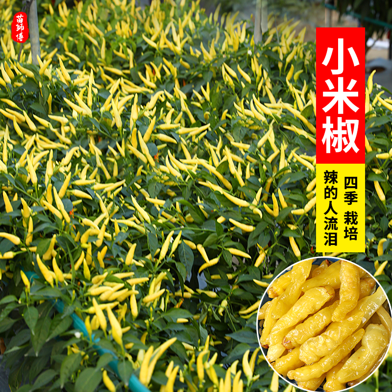 小米辣种孑小米椒种子泡椒朝天椒超辣南方高产四季蔬菜苗盆栽籽种