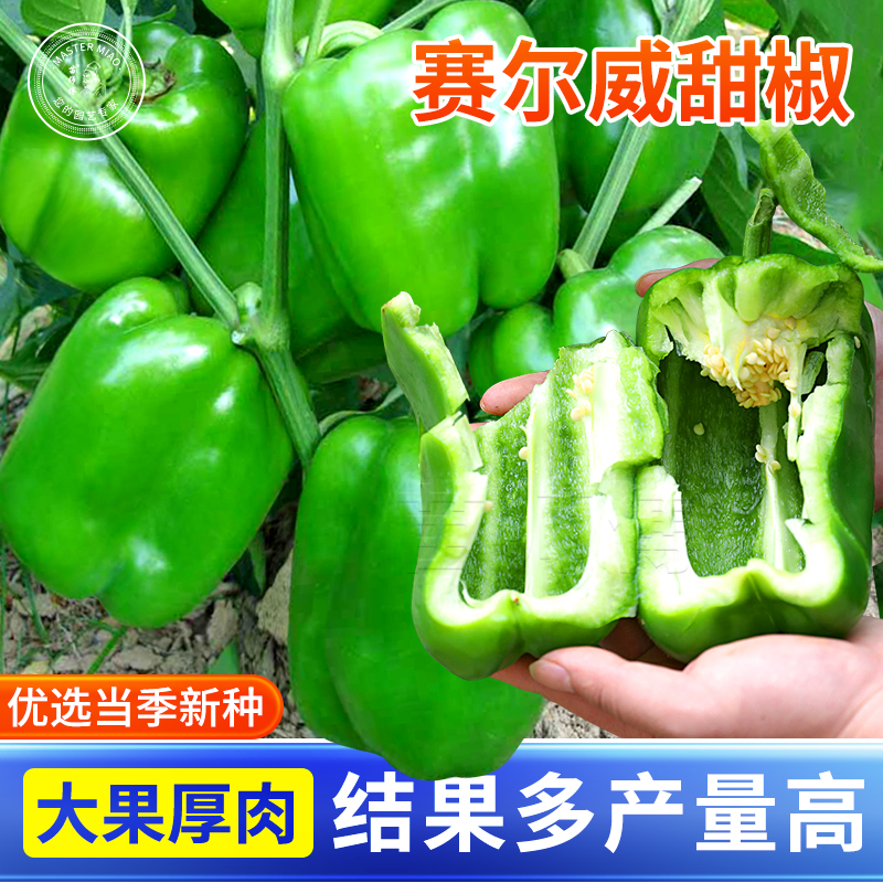 甜椒种子种籽辣椒方椒黄色彩椒秧