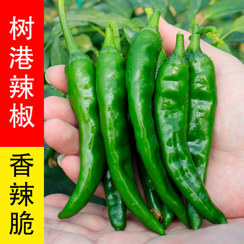 苗师傅樟树港辣椒种子辣椒苗