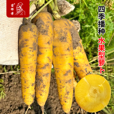 水果型黄色胡萝卜种子