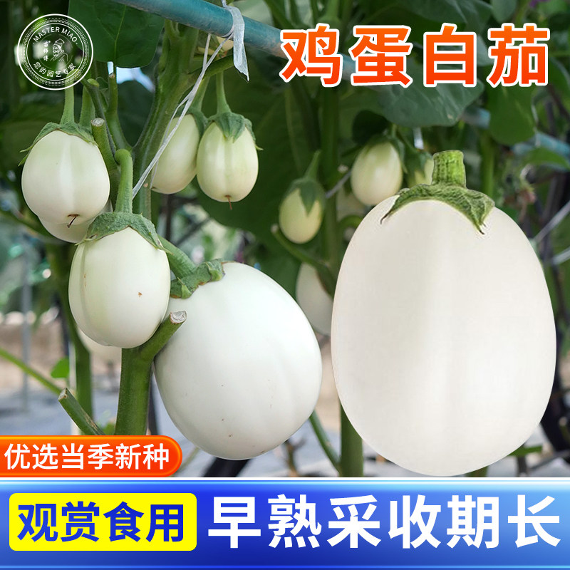 白茄子种籽圆茄种子长茄鸡蛋茄蛋茄种苗四季盆栽茄苗观赏蔬菜苗孑