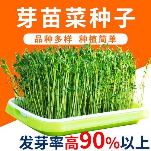 芽苗菜种子豆芽菜种籽纸上种菜孑