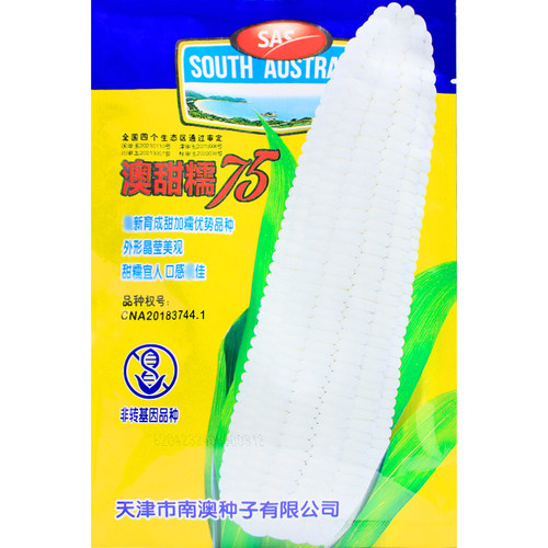 澳甜糯75玉米种子高产大田春季黏软甜糯鲜食国审早熟玉米种籽新种