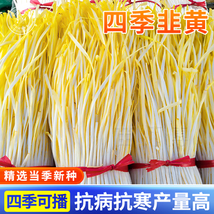 台湾黄韭王黄韭菜韭黄种子韭黄种籽早熟高产韭芽盆栽四季蔬菜孑