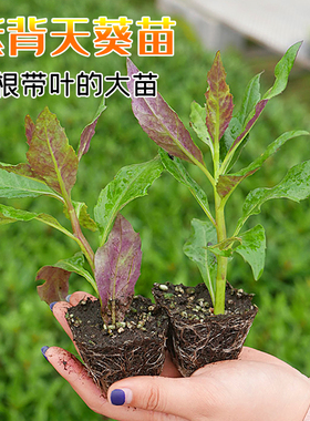紫背天葵苗紫/红背菜血皮菜种子观音菜阳台四季盆栽蔬菜苗幼苗