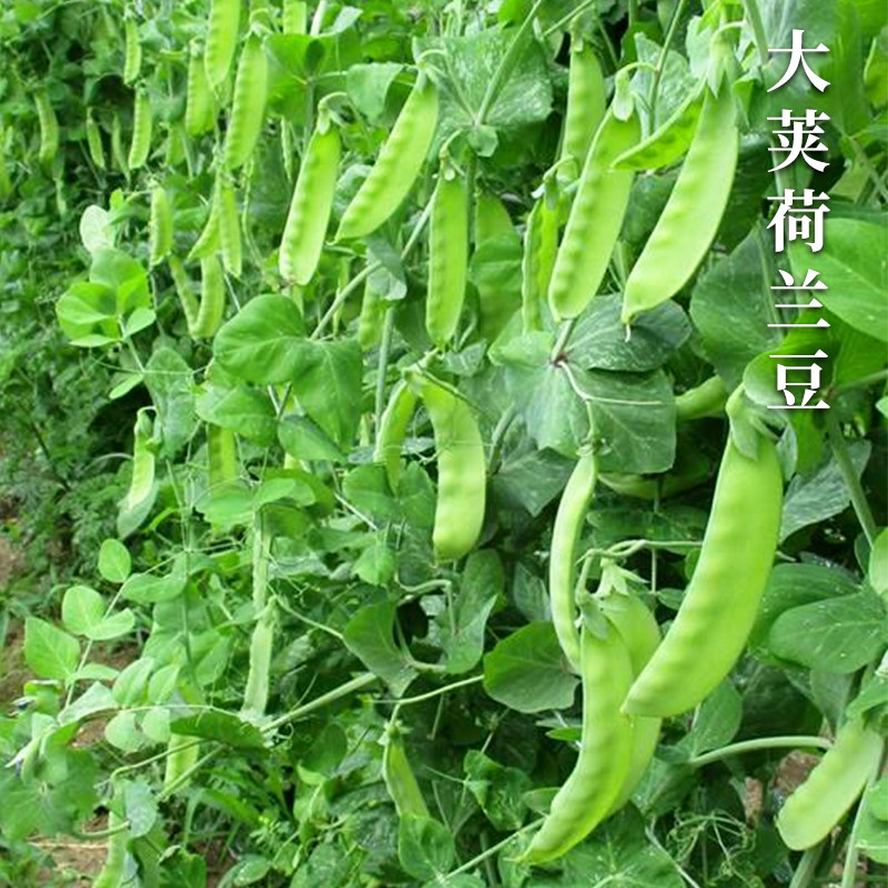 荷兰豆种籽种子菜豌豆苗甜豌豆种碗豆种四季蔬菜苗种青豆种孑豆苗