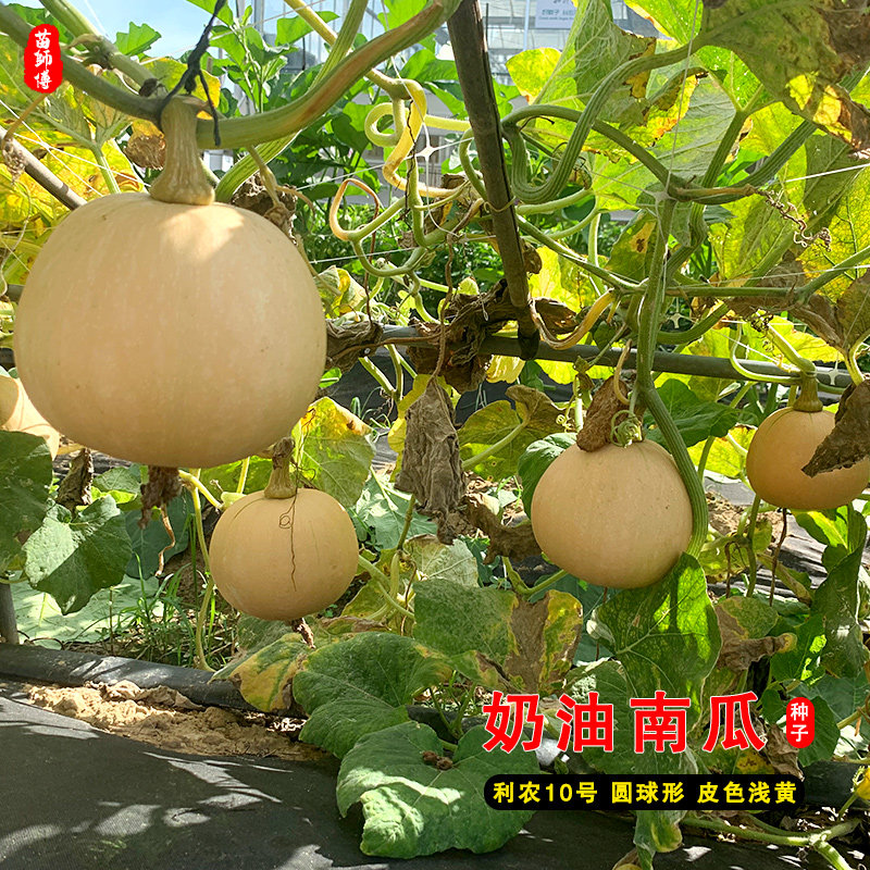 利农10号奶油南瓜种子家庭种籽迷你超甜瓜小桔瓜籽种春秋蔬菜种孑