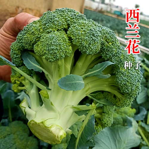 苗西兰花素材模板 苗西兰花图片下载 小麦优选