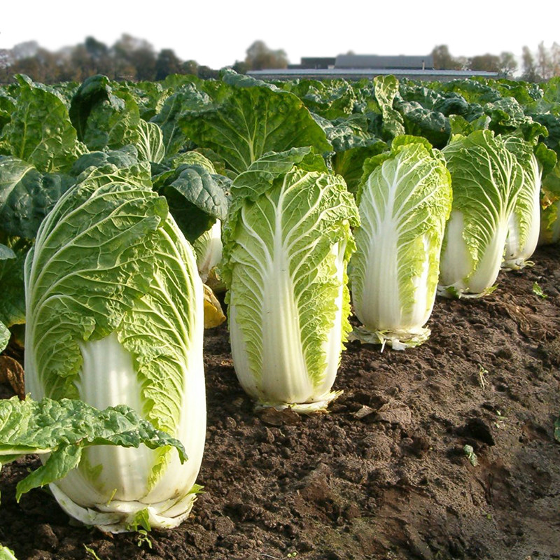 白菜种籽种子秋季播种秋天大白菜子种四季庭院种植高产抗病蔬菜孑