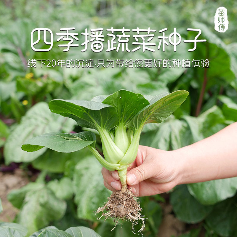 叶菜蔬菜种子大全菜籽四季阳台农家盆栽生菜香菜菠菜籽籽种菜种孑