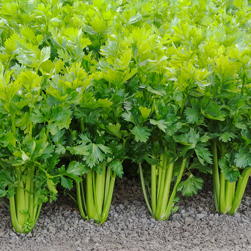 文图拉春季盆栽芹菜种子