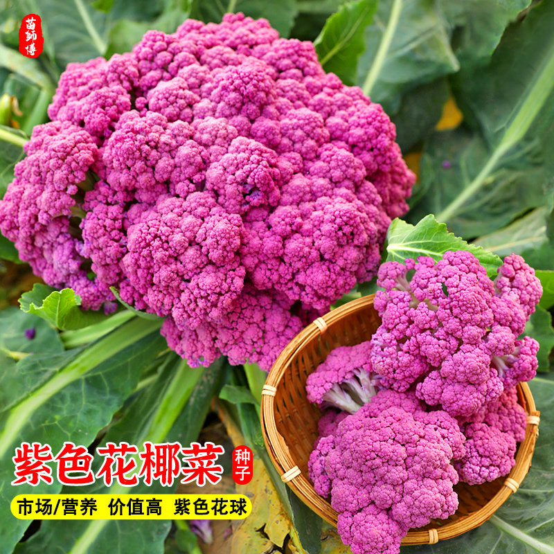 紫色花椰菜紫晶一号紫花1号 种子彩色花菜菜花特色菜蔬菜种籽孑