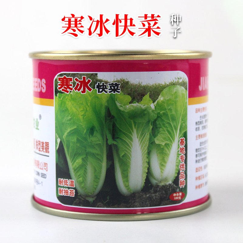 寒冰快菜种子种籽蔬菜高产四季