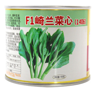 四季 廣良崎蘭菜心種子種籽菜苔青油甜增城連州秋季 蔬菜孑菜籽菜種