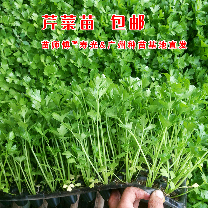 芹菜苗四季小香芹种子西芹菜秧苗春季盆栽蔬菜苗幼苗种籽菜苗孑