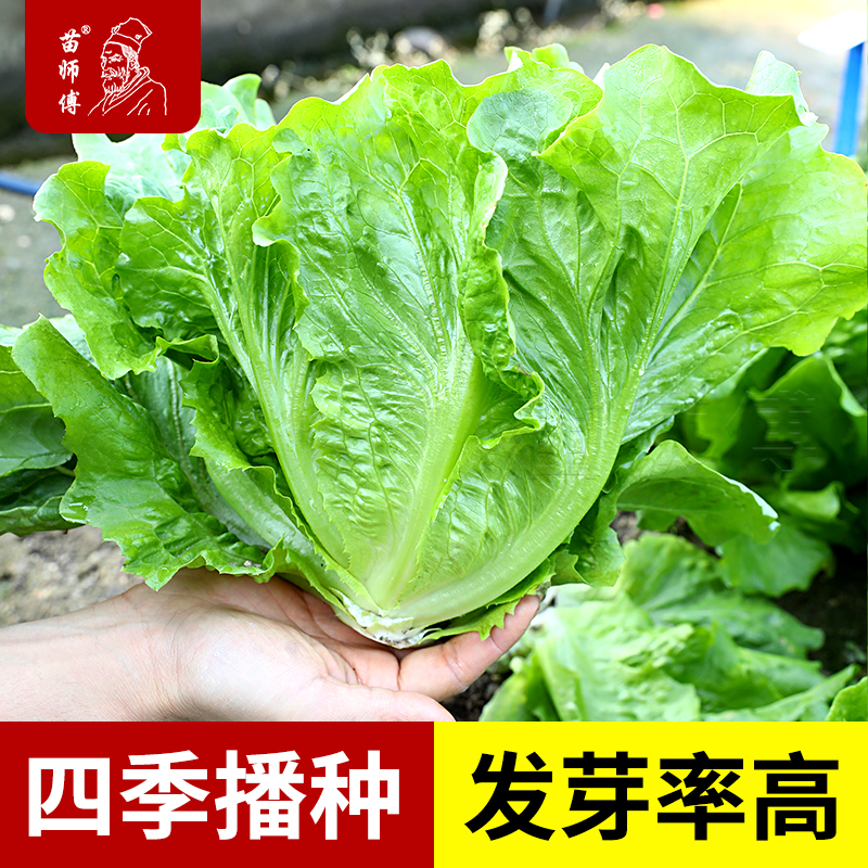 意大利蔬菜耐抽苔种孑生菜夏季