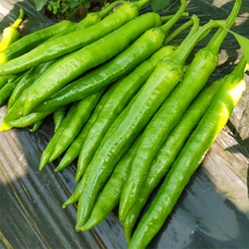 杭椒6/1 号种籽辣椒种子早熟春季四季盆栽微辣特辣蔬菜苗秧幼苗孑