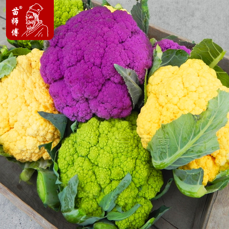西兰花苗彩色花菜松秧苗