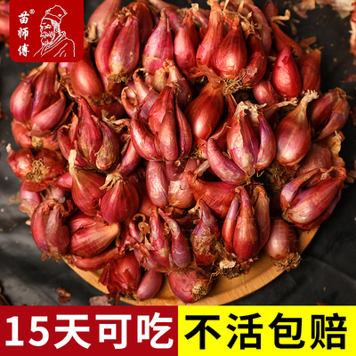 四季火葱红头种孑阳台盆栽