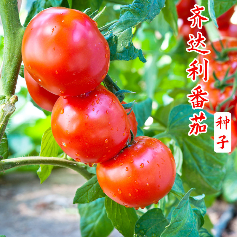 齐达利大红果番茄种子高产高抗TY病毒西红柿种籽四季蔬菜孑