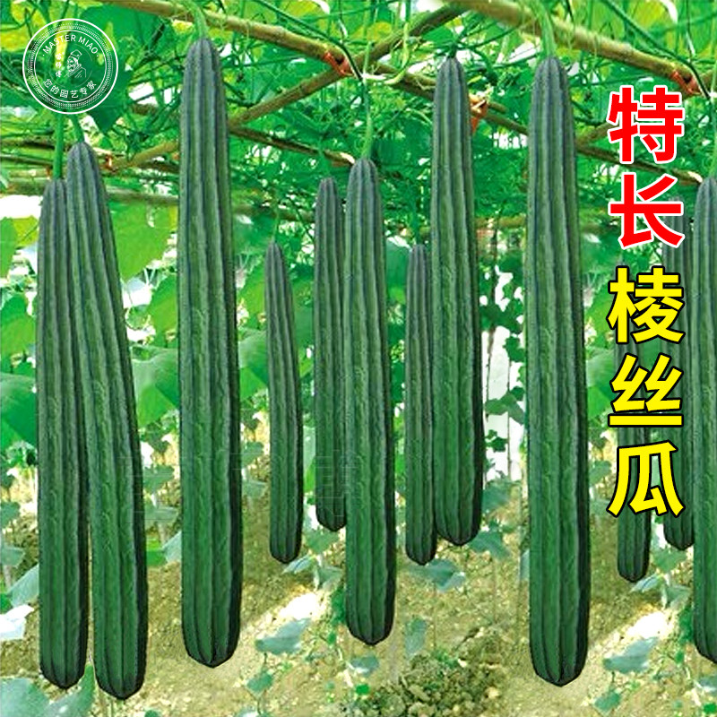 特长棱丝瓜角丝瓜苗肉水丝瓜苗秧幼苗盆栽四季蔬菜种孑子菜种籽苗,鲜花速递/花卉仿真/绿植园艺,家庭园艺种子,淘宝优惠券,粉丝福利购,淘宝优惠卷
