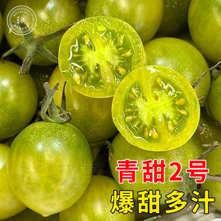 梦想青甜2号绿色樱桃小番茄苗青口蜜圣女果苗蔬菜苗秧苗孑西红柿