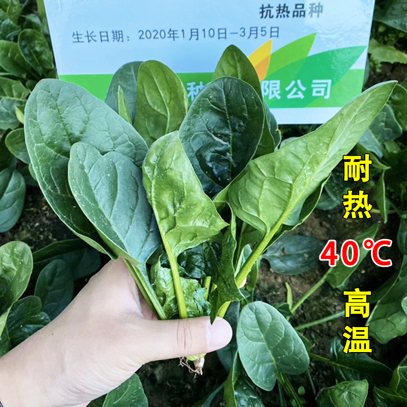 耐寒耐热大叶菠菜阳台盆栽四季