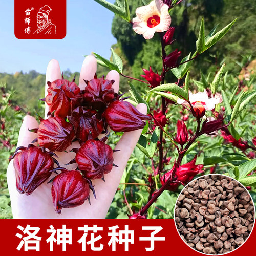 洛神花种子红桃K玫瑰茄