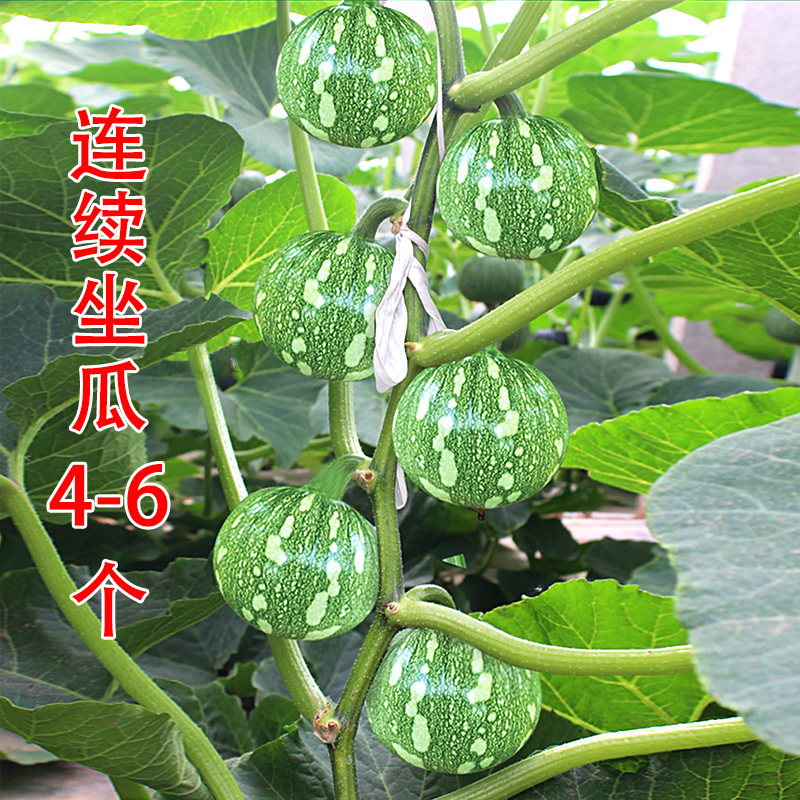 食嫩瓜迷你小南瓜菜瓜小青瓜种子