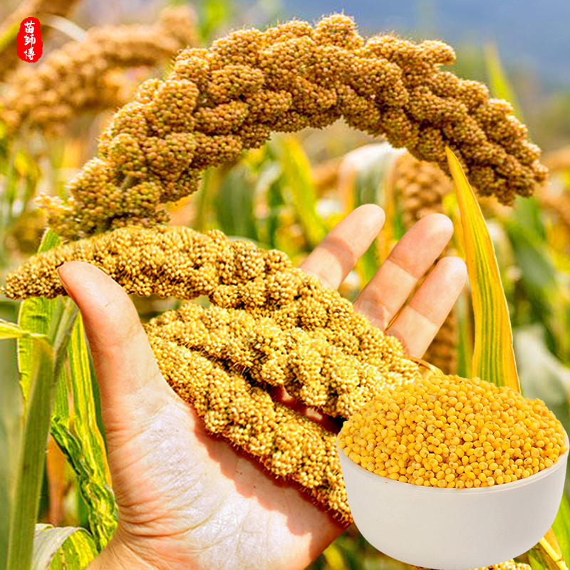 农家书香小米红谷子高产大田种籽