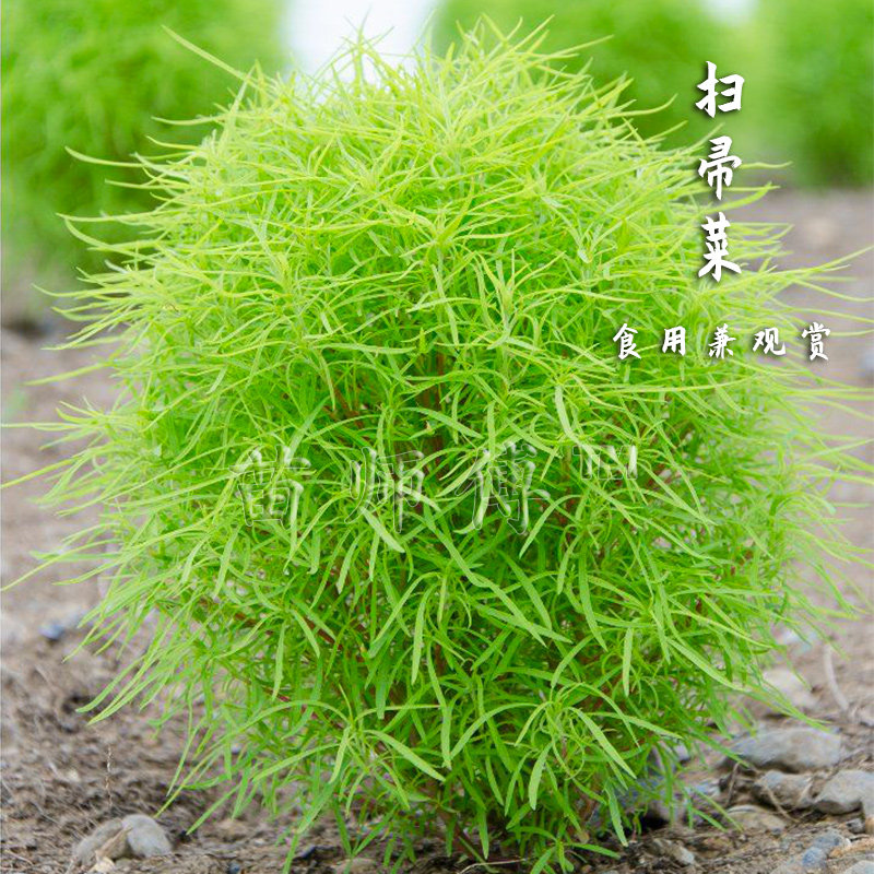 扫帚菜种子扫把菜苗种籽地肤子地麦盆菜观赏食用蔬菜孑菜籽