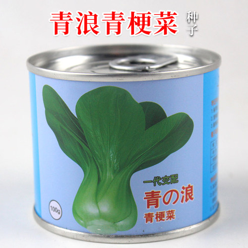 日本青梗菜种子油亮杂交四季