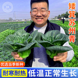 矮箕黑油菜种子苏州青菜籽菜种四季 蔬菜孑青梗菜上海青矮脚耐寒