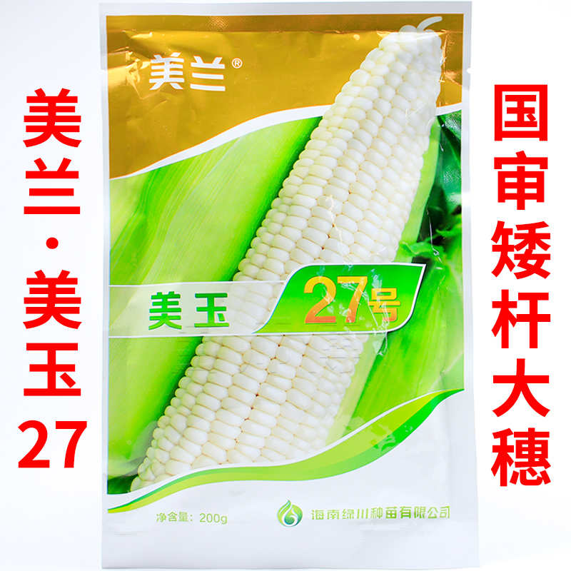 美兰美玉27号糯玉米种子国审矮杆大棒白甜糯早熟白糯玉米种子籽孑