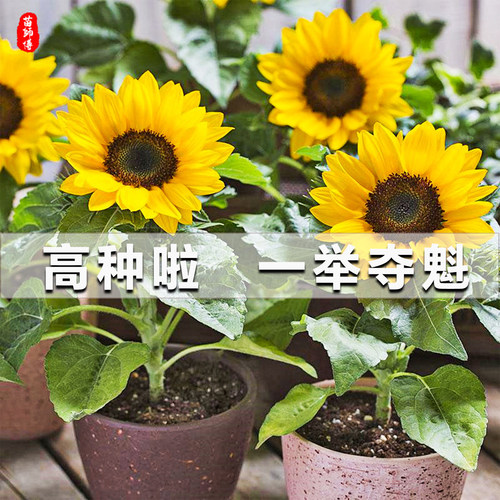 矮生观赏食用四季室内花籽向日葵