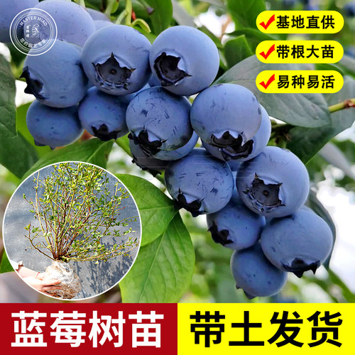 兔眼蓝莓树果苗阳台盆栽