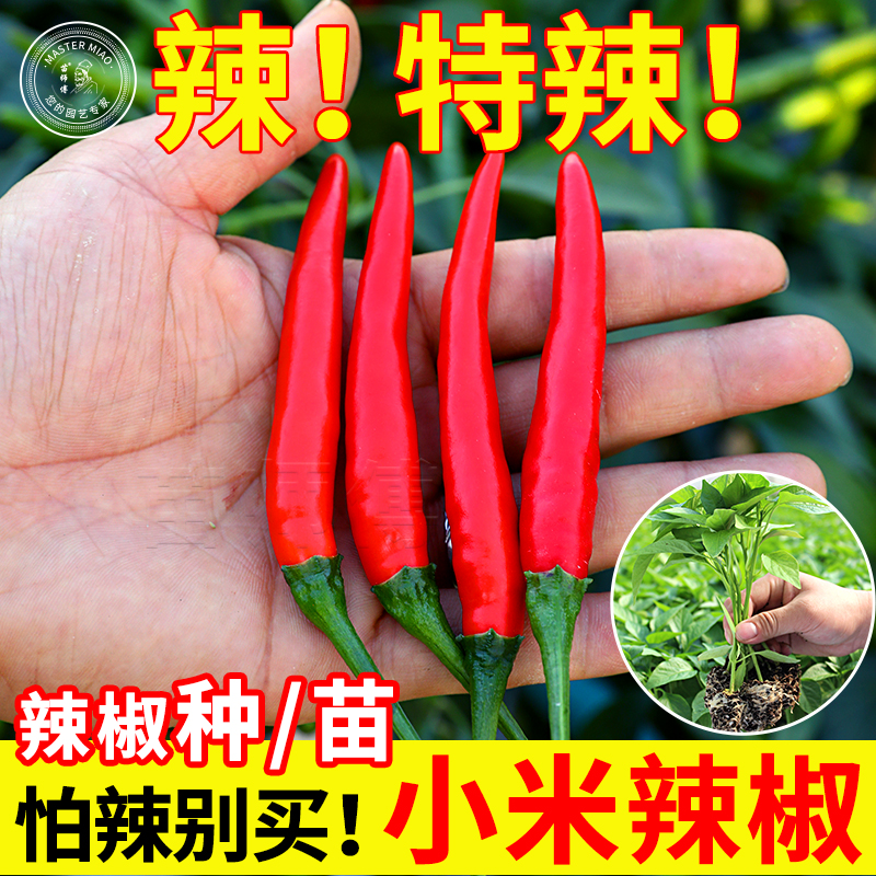 红色小米辣椒种孑种子泡椒朝天椒超辣南方高产四季蔬菜苗盆栽籽种