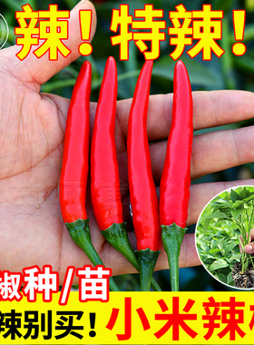 红色小米辣椒种孑种子泡椒朝天椒超辣南方高产四季蔬菜苗盆栽籽种