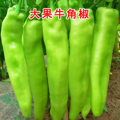 特大牛角椒种子大果辣椒种籽种苗