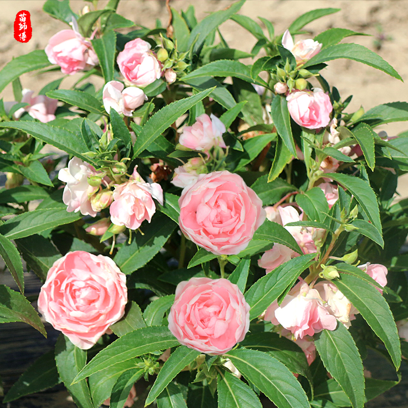 重瓣混色茶花凤仙花种子七彩指甲花盆栽四季播种开花花种籽子孑