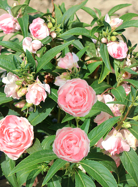 重瓣混色茶花凤仙花种子七彩指甲花盆栽四季播种开花花种籽子孑