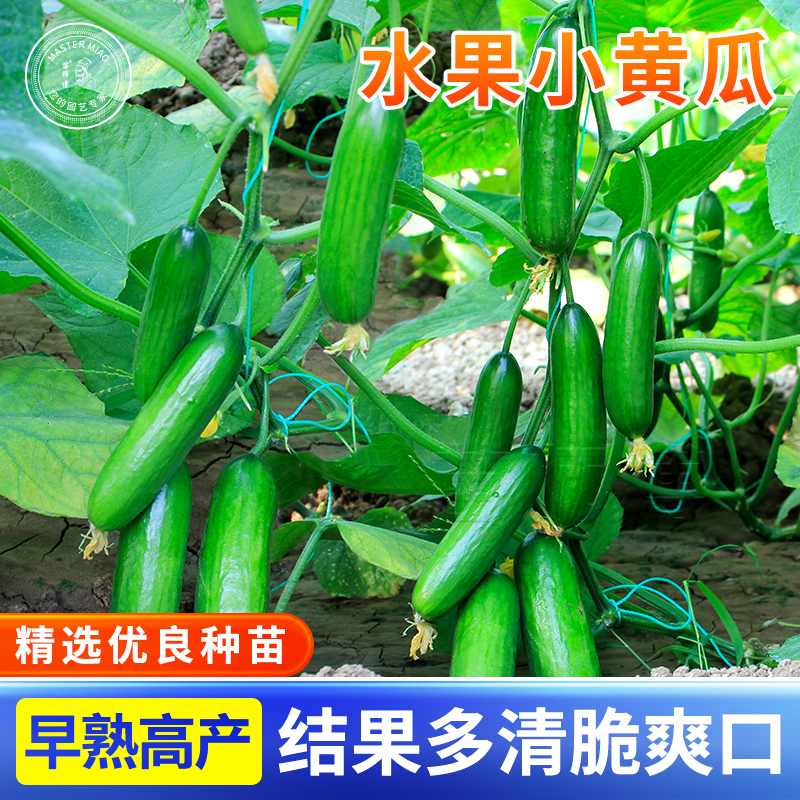 荷兰水果黄瓜种子种籽小无刺秋黄瓜高产秋季四季盆栽旱蔬菜苗秧孑