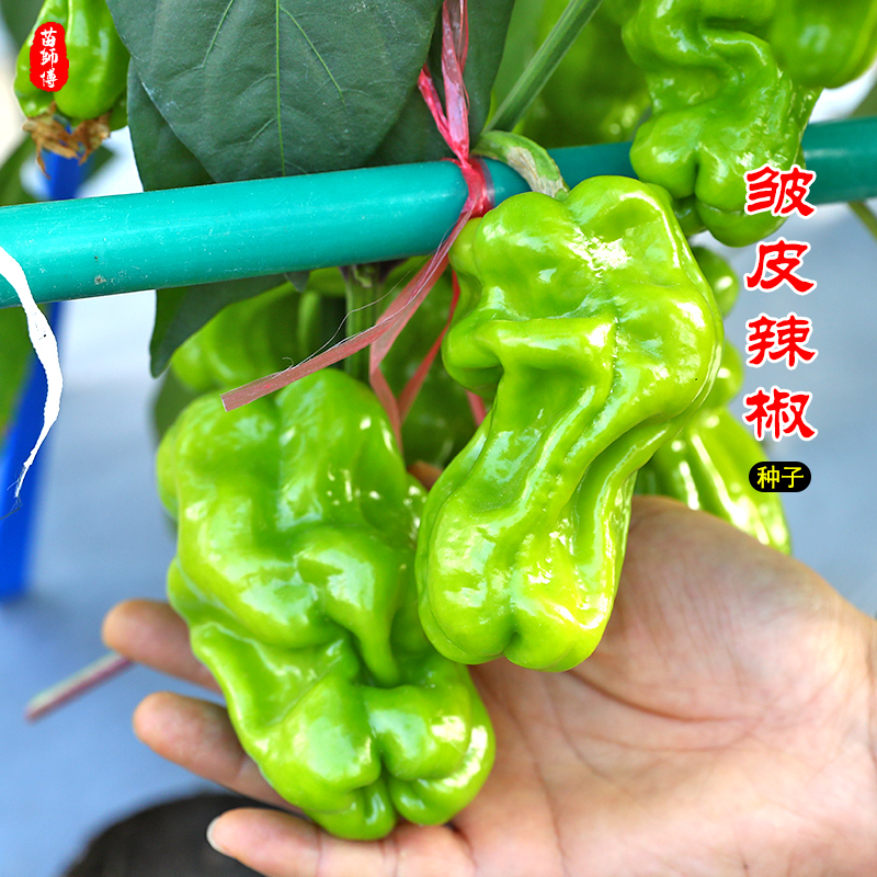 盆栽蔬菜皱皮辣椒种孑春季