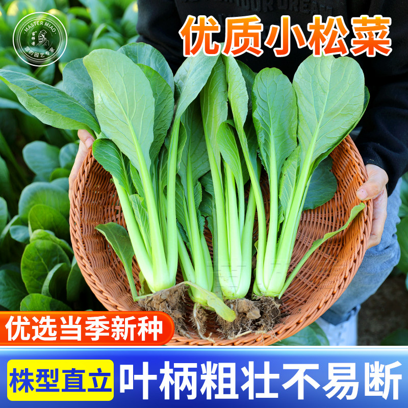 汉津一号种子小油菜四季图片