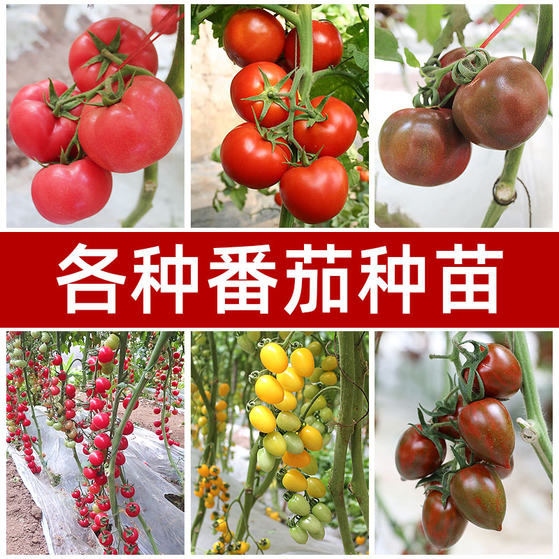 西红柿种籽贝贝千禧圣女果种子矮生绿番茄盆栽蔬菜苗种孑果苗大全 - 封面