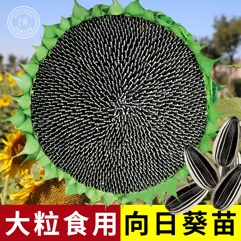 食用向日葵种子种籽高产矮葵花油葵种籽四季观赏盆栽幼苗孑籽种苗