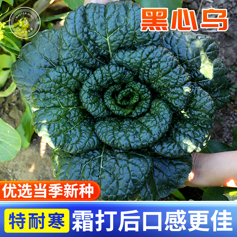 耐寒黑心乌种子 乌塌菜菜种籽 乌塔菜秋冬蔬菜种孑四季播菜种盆栽